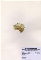 藏品(楔形仙掌藻)的圖片